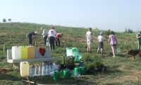 Plantando árboles